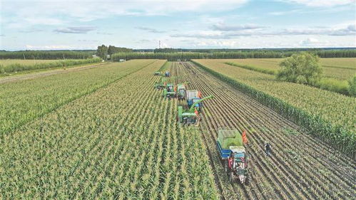 領(lǐng)鮮示范第一縣 領(lǐng)跑農(nóng)字號產(chǎn)業(yè)發(fā)展新賽道 青岡縣鮮食玉米產(chǎn)業(yè)促農(nóng)增收典型經(jīng)驗做法綜述