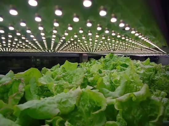 食品安全、植物工廠機械化與中藥健康、農(nóng)業(yè)休閑的融合——藥最網(wǎng)農(nóng)業(yè)開發(fā)新視角