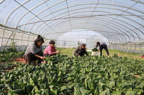 睢縣 發(fā)展特色農(nóng)產(chǎn)品品牌建設，助農(nóng)增收助力鄉(xiāng)村振興